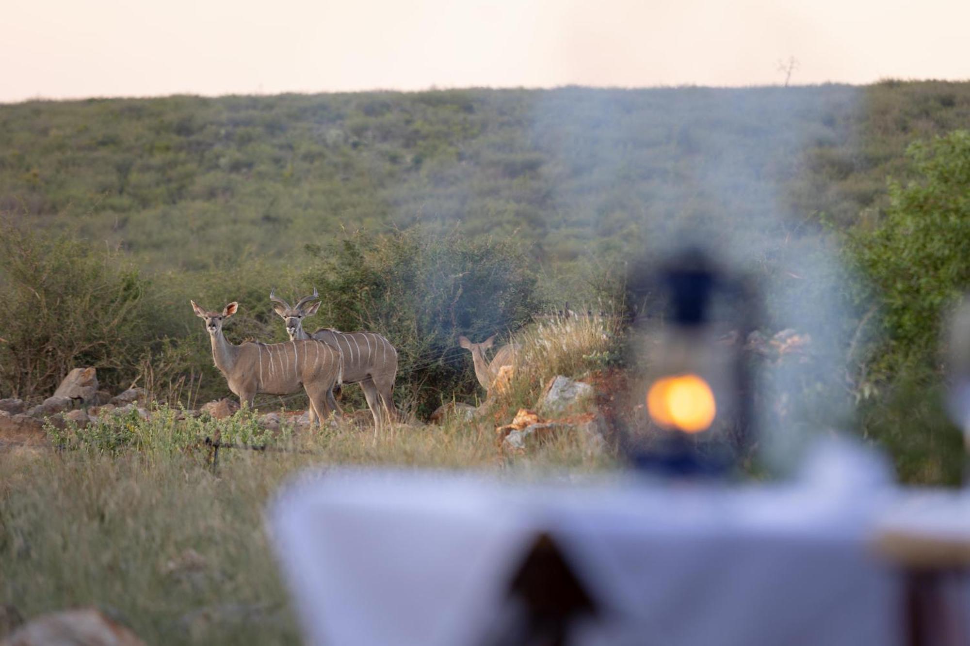 Rhulani Safari Lodge Madikwe Game Reserve Extérieur photo